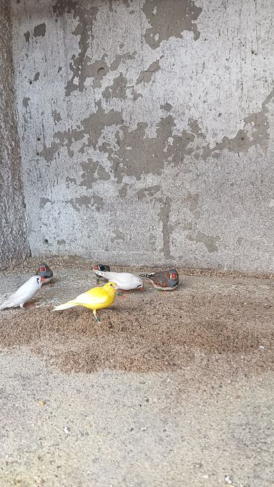 Disponível mandarins