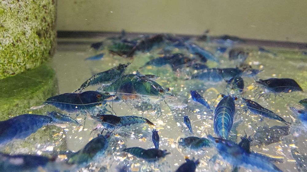 Krewetki neocaridina blue velvet