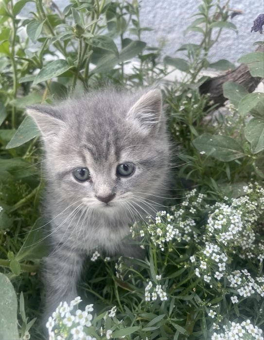 Віддам кошенятко