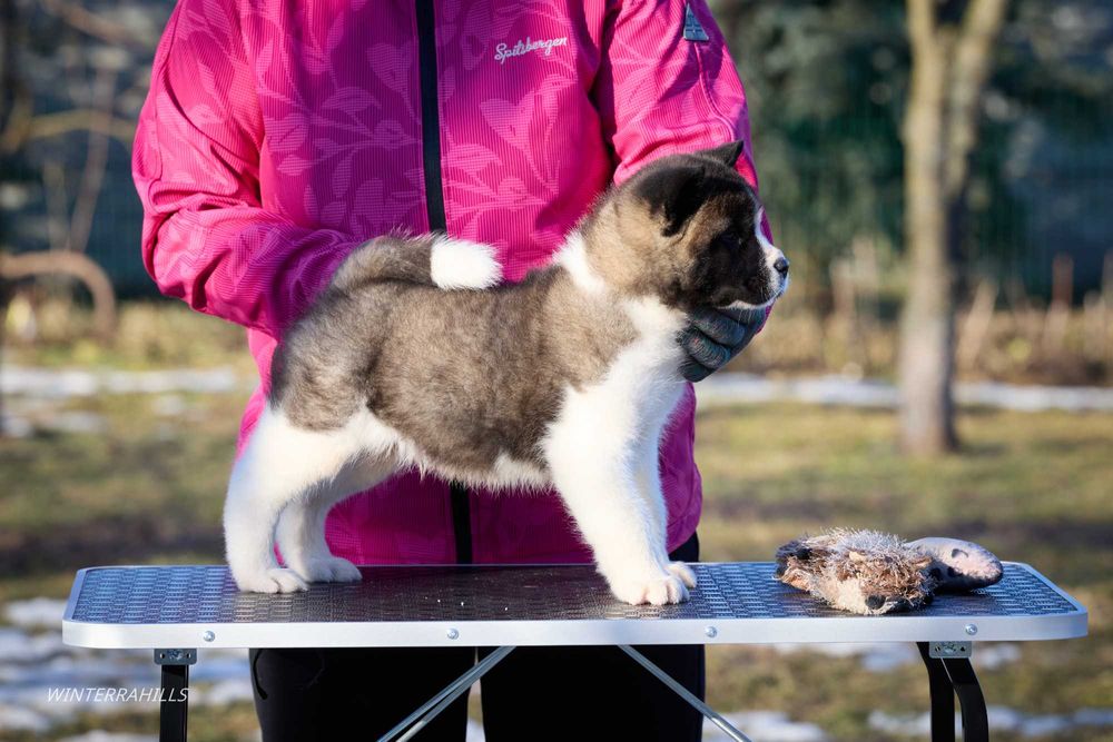 Дітки в розпліднику Winterrahills  КСУ-FCI Ам. Акіта