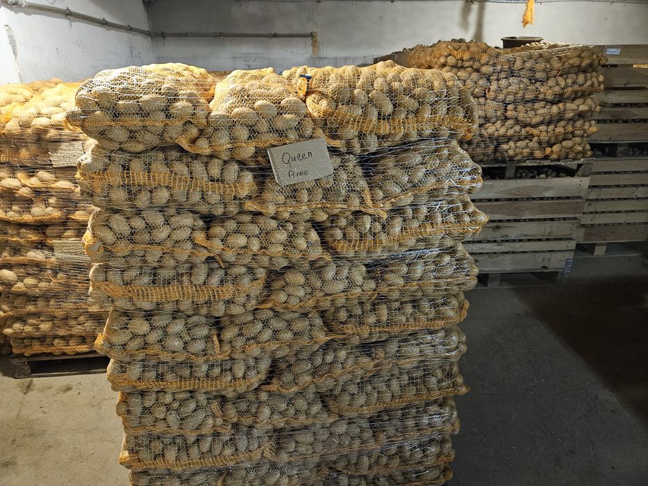 Ziemniaki Queen Anne  35-45mm