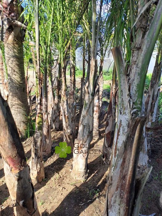 Palmeiras Coqueiros com 100cm! Palmeiras / Coqueiros / Plantas