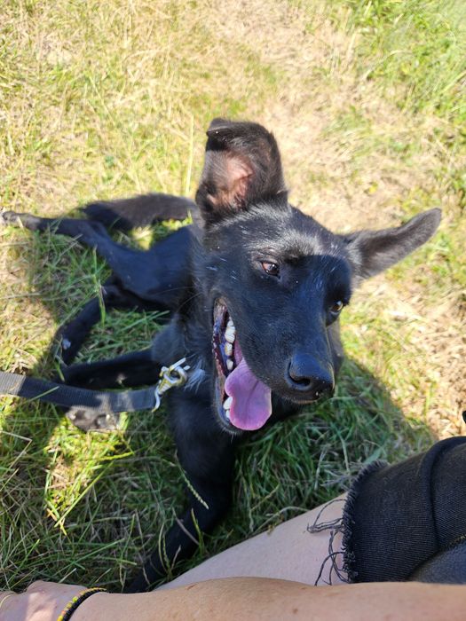 Onyx drobniutki i energiczny kochany psiak do adopcji