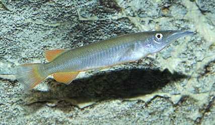 Nomorhamphus ebrardtii Hakodziobek