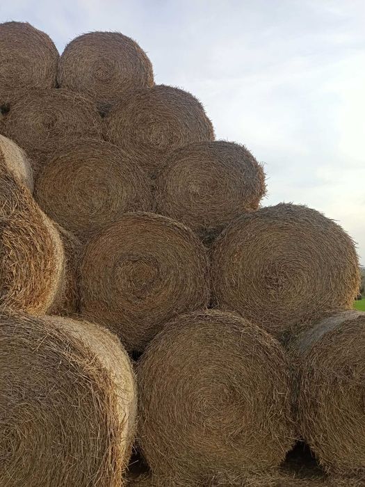 Słoma pszenna, bele 160 cm