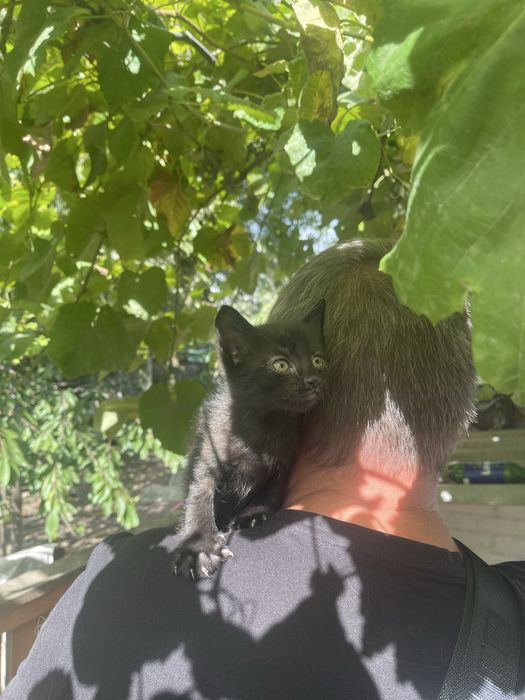 Кіцьки в добрі руки, безкоштовно.