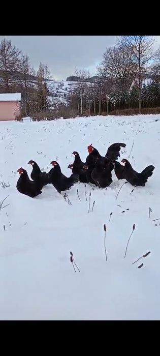 Jaja lęgowe bantamki