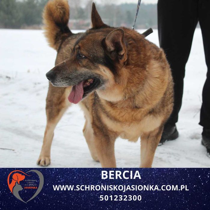 Bercia - do adopcji Schronisko Jasionka
