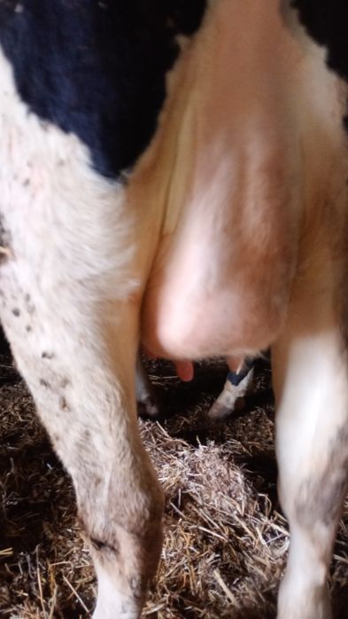 Jałówki wysokocielne.