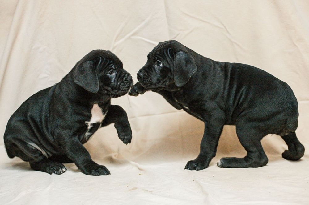 Вязка Кане-корсо