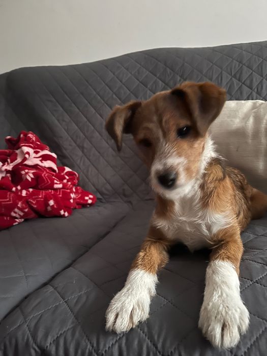 ADOÇÃO-  Nico tem 5 meses