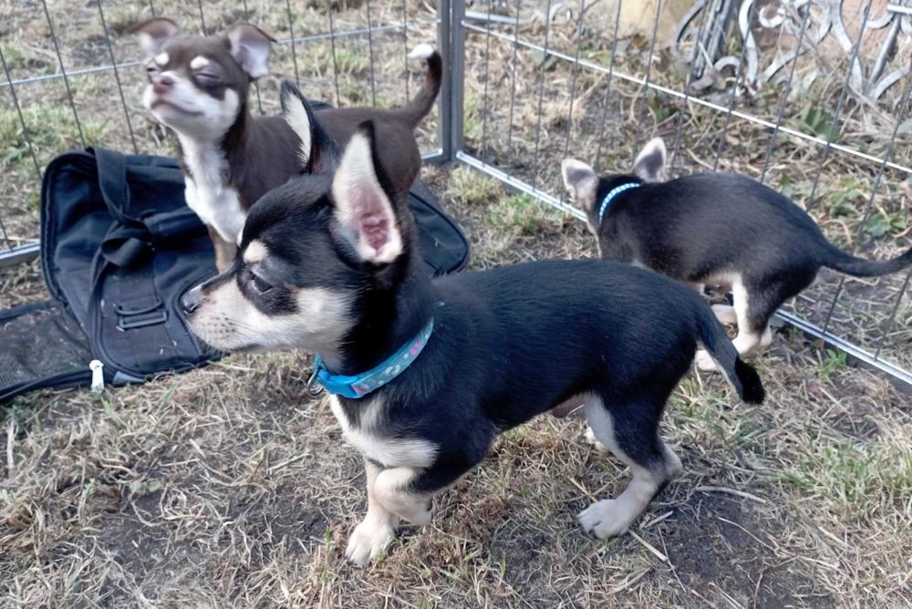 Piesek Chihuahua krótkowłosy