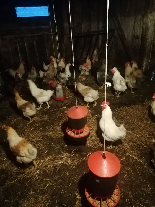 Sprzedam młode koguty