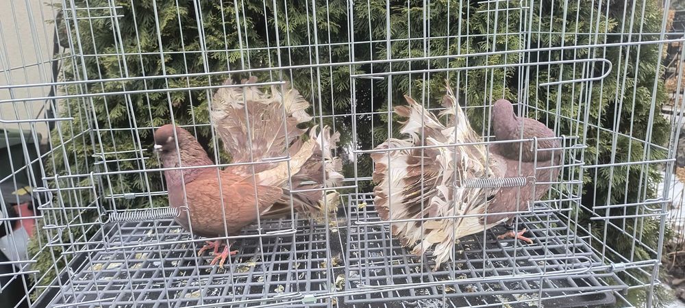 Gołębie pawiki ogrodowe