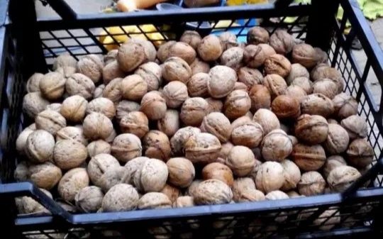 Хмелевые шишки хмель солод