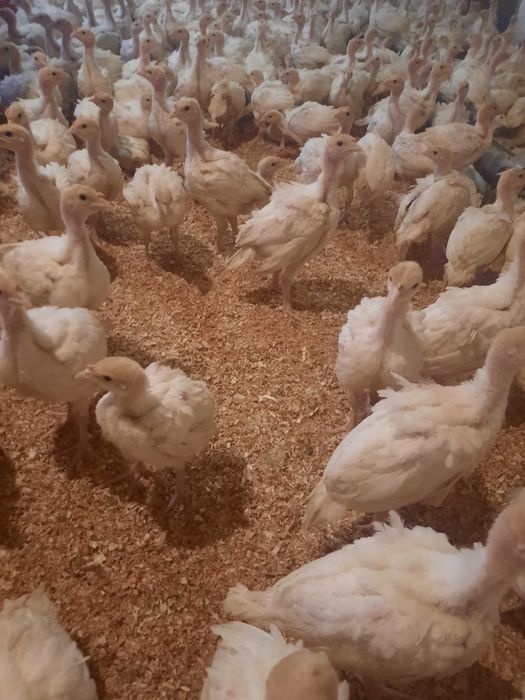 Індичата Біг-6 ПІДРОЩЕНІ Дубно