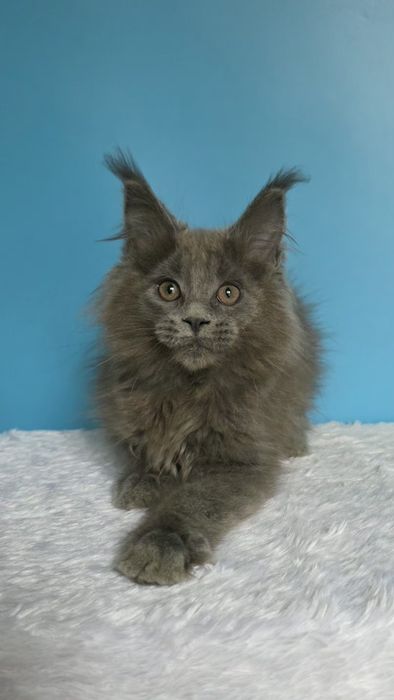 Мейн кун девочка, голубой солид