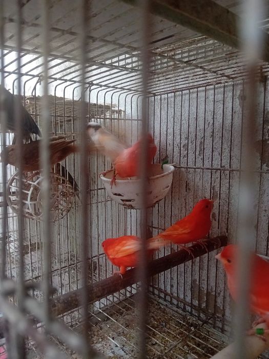 Tenho alguns canarios