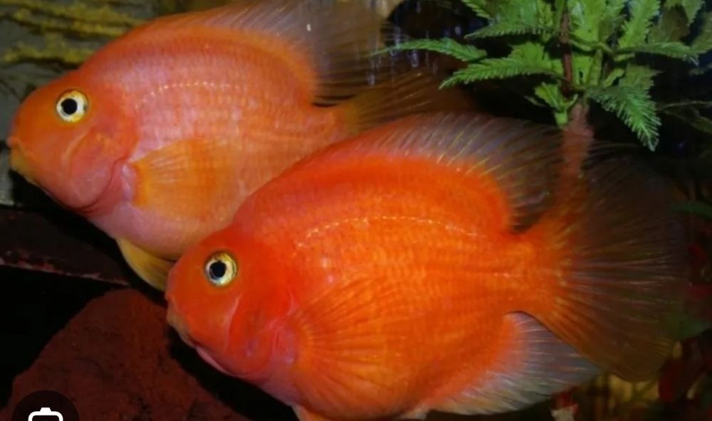Продам рыбу -красного попугая