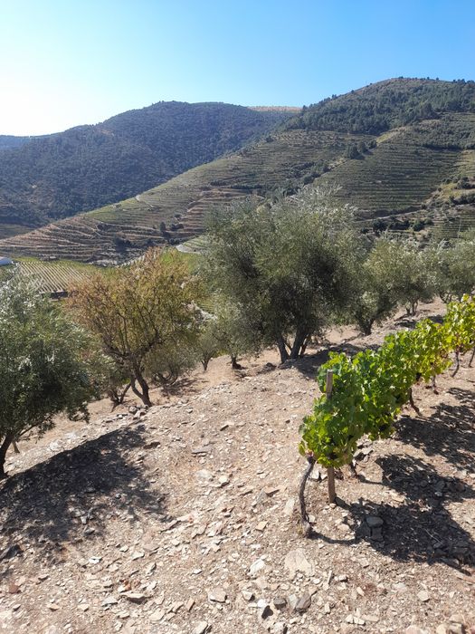 Terreno com vinha olival e casa no Douro, Castanheiro do Sul.