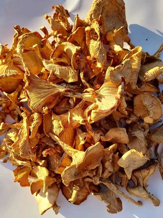 Клюква все лікувальне