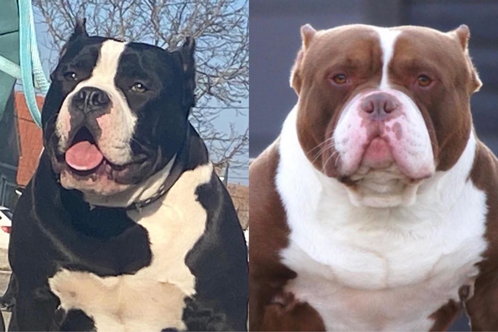 Хто мріє про таку морду?)