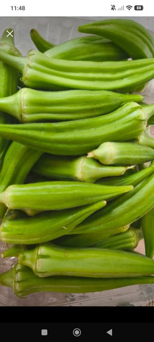 Quiabos disponíveis 8€KG