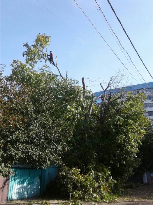Обрезка и спил деревьев с вывозом веток.Все аккуратно.