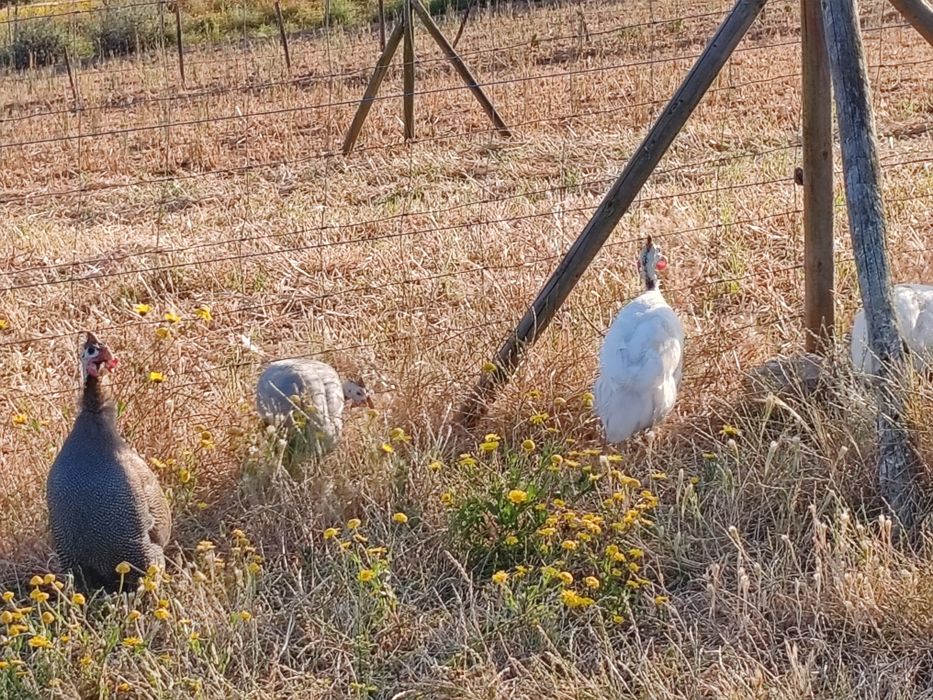 Ovos Fracas/Galinhas Angola Patos Rouen/Saxony