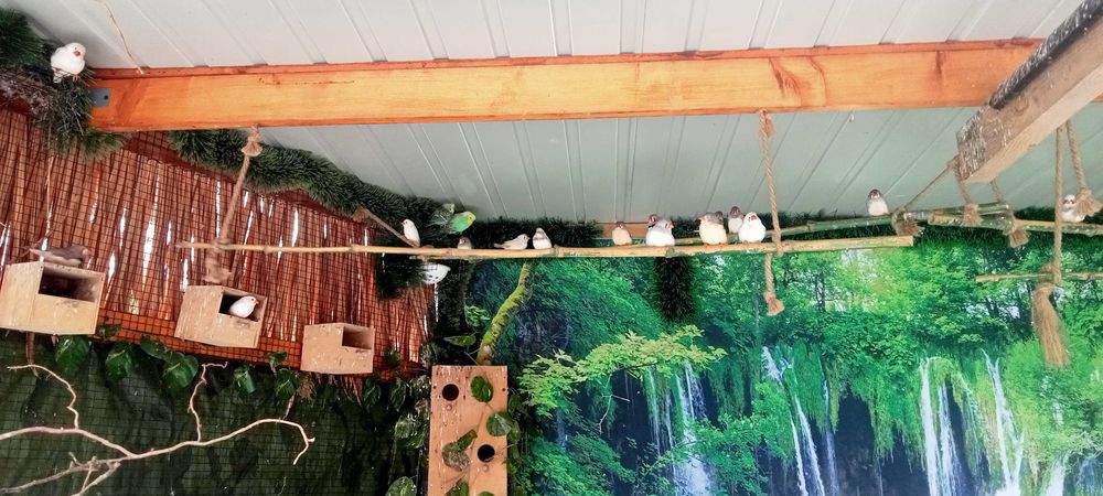 zeberki, kanarki samice,