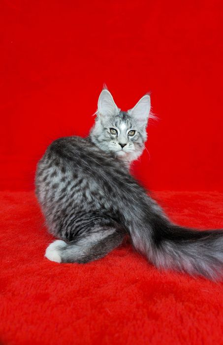 Великолепные мальчики мейн-куна