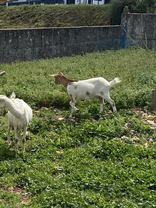 Bode Boer, Cabra e Cabrito Cruzados à Venda