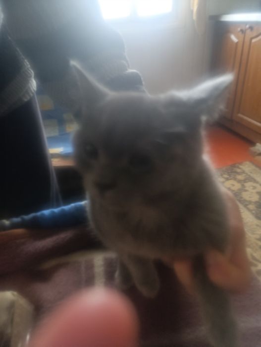 Британские котята