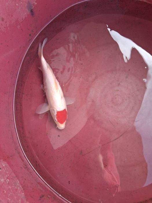 Carpa koi japonesa