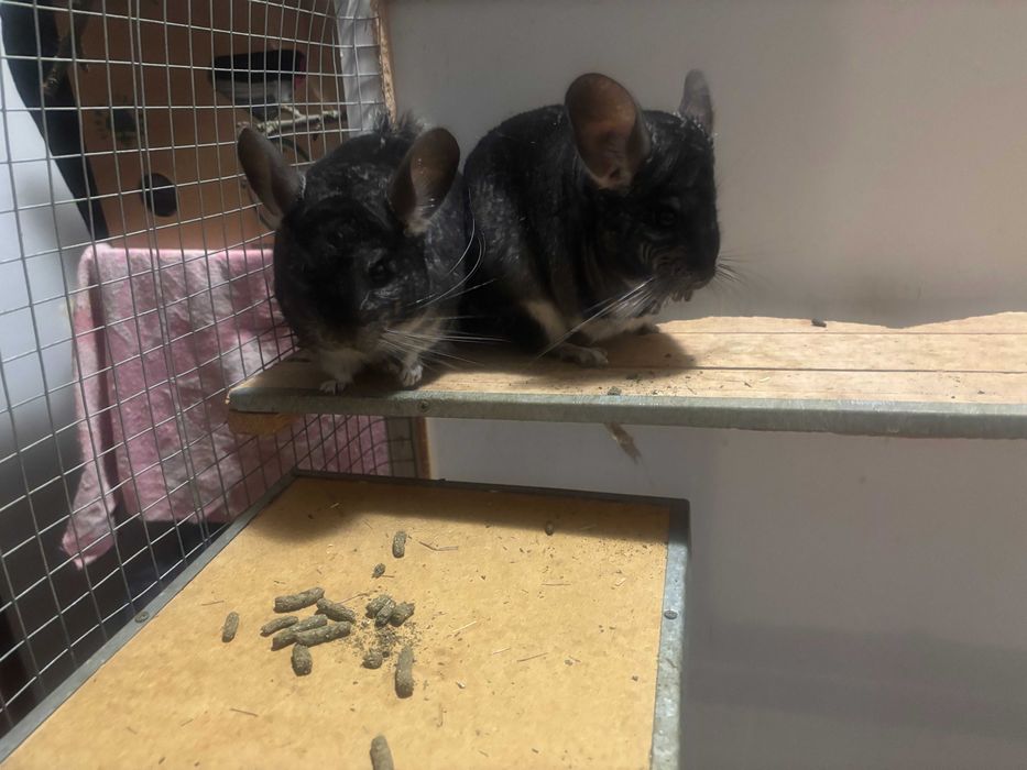 Szynszyle standard .