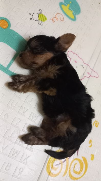 Цуценятки йоркширського тер'єра хлопчик та дівчинка