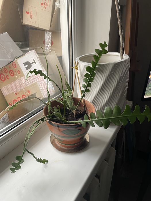 Толстянка/ Крассула, денежное дерево