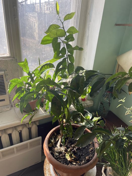 Цитрусове дерево (лимон/апельсин/мандарин)