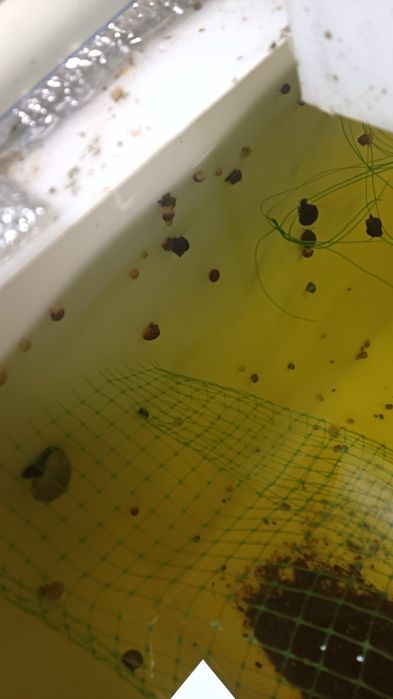 Ампулярії різних розмірів