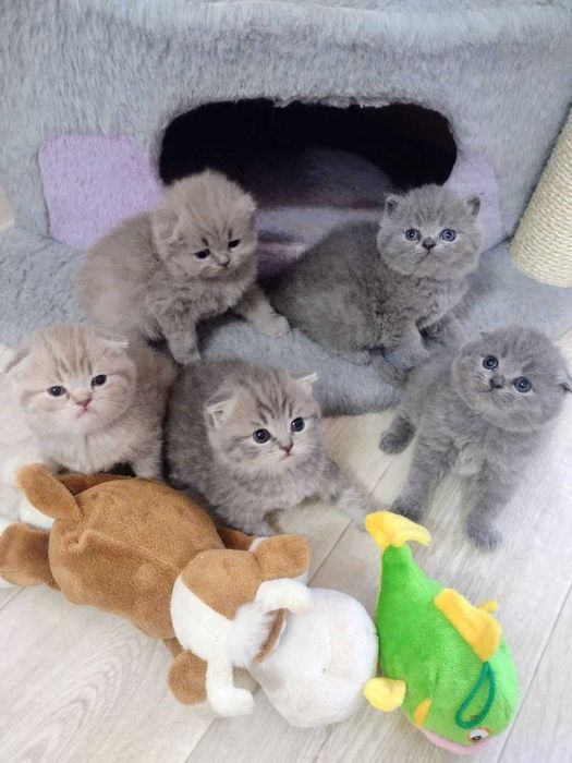 Шотландские котята!!!