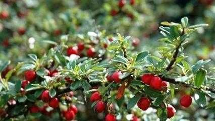 Irga Szwedzka Ursynów-zimozielone krzewy - roślina z gruntu