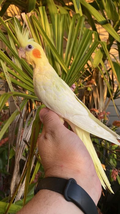 Caturra domesticada amarela com face vermelha