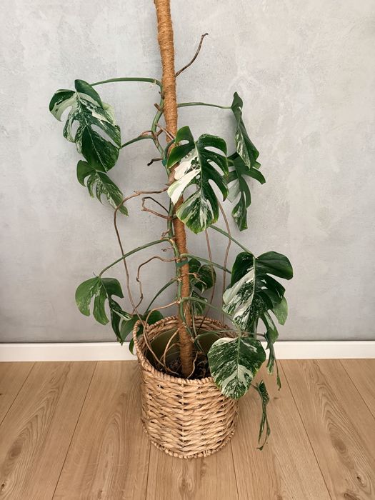Monstera Variagara