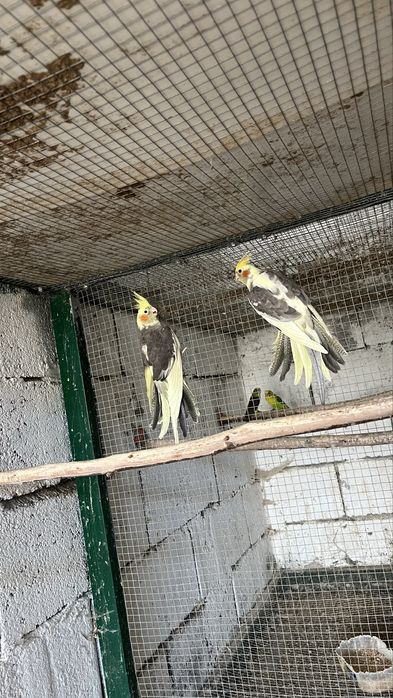 caturras , agapornis canarios