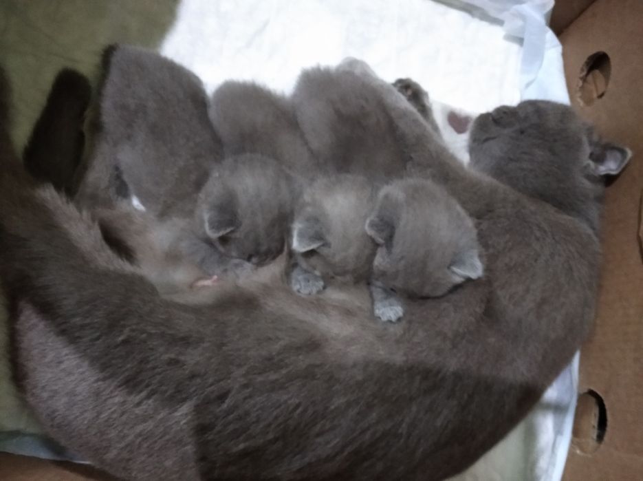 Продам британських кошенят