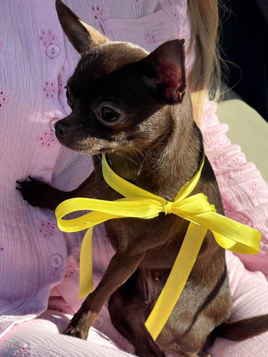 VIP Чіхуахуа шоколадна модниця