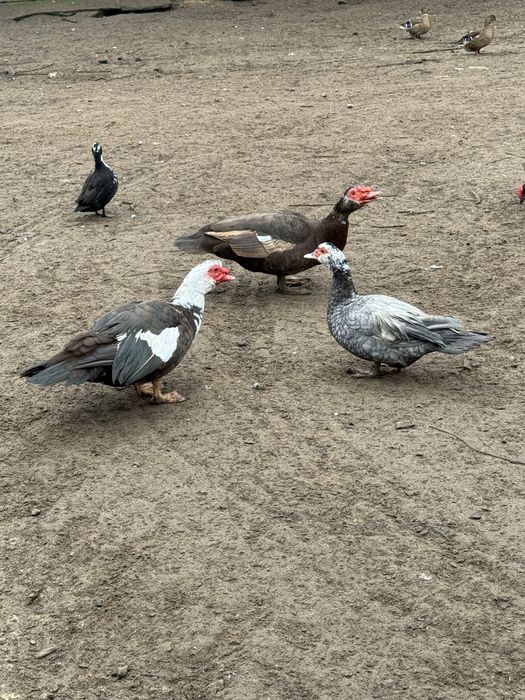 Kaczki piżmowe samce samice rozpłód