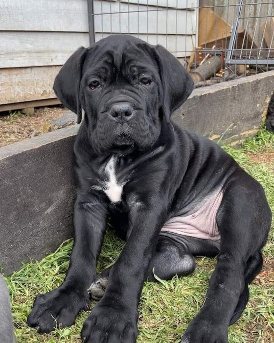 Терміново кане корсо