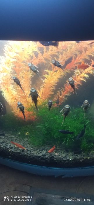 Продам свою рыбку