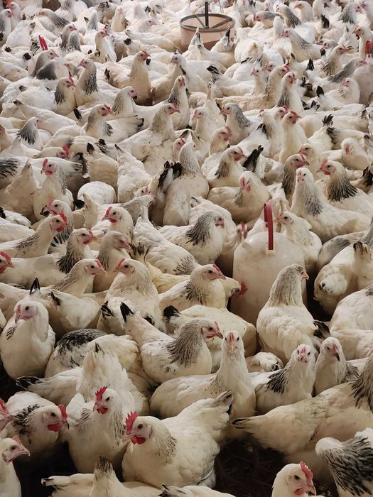 Kury nioski młode Rosa Tetra Dominant Leghorn z wolnego wybiegu. Dowóz